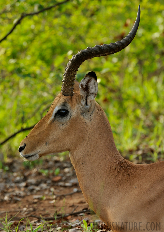 Aepyceros melampus [400 mm, 1/400 Sek. bei f / 8.0, ISO 1600]